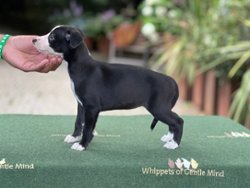 Karma of Gentle Mind