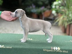 Klawitterbus of Gentle Mind