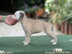 Klimbim of Gentle Mind