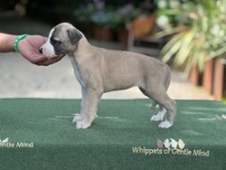 Kontra of Gentle Mind