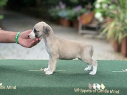 Kamikaze of Gentle Mind