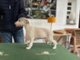 Loro Piana of Gentle Mind