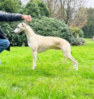 Anklicken für große Version Jupiters Star of Gentle Mind