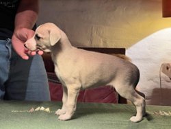 Marc Aurel of Gentle Mind