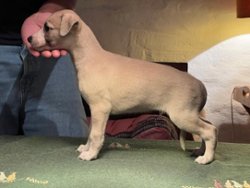 Michelangelo of Gentle Mind