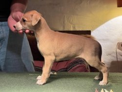 Mary Poppins of Gentle Mind