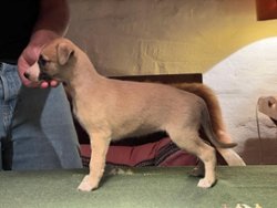 Marlene Dietrich of Gentle Mind