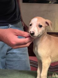 Madonna of Gentle Mind