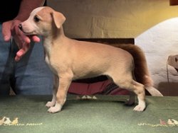 Muiccia Prada of Gentle Mind