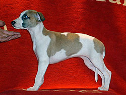 Never Compromise of Gentle Mind