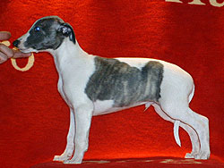 Never Enough of Gentle Mind