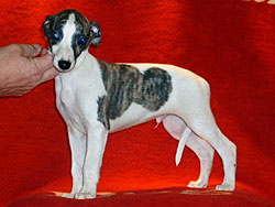 Never Too Late of Gentle Mind