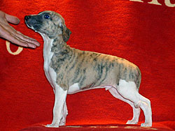 Only Way of Gentle Mind