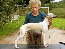 Kismet of Gentle Mind