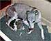 F-Wurf - Whippets of Gentle Mind