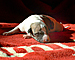Unsinkable Molly of Gentle Mind