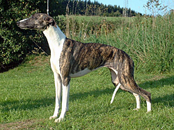 Once Upon A Time of Gentle Mind