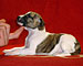 Unsinkable Molly of Gentle Mind 2