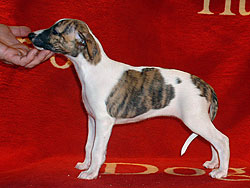 Unsinkable Molly of Gentle Mind