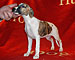 Unsinkable Molly of Gentle Mind 5