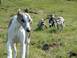 Puppies running