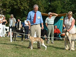 Jüngsten BIS, Gallicus of Gentle Mind, Donaueschingen 2004